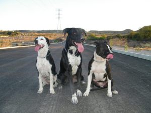 Gabriel and the three wonderful rescue dogs from Mexico - Kala, Karim and Turka are all Puppy Doe Ambassadors. 