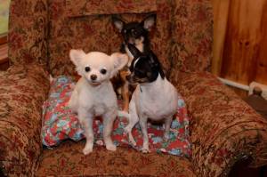 Barry A - Our family: Taco Lee, Chili-Bob, and Milo Shamus Maloney; working toward a culture change on behalf of animals