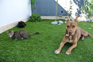Juliana and My rescued sweet dog KitKat, and my uniques cats :Salem and Cleo are ambassadors of Puppy Doe. (I m from Argentina ,but we live in Spain.)