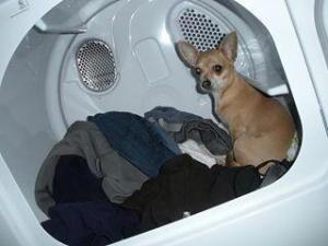 Lorraine -North Carolina. My little girl Precious and I pledge to always speak up and always take action against any animal abuse. Thank you . Here is a picture of my 9 year old chihuahua Precious.. She is in the dryer. She loves the warm clothes . I am always super careful and she loves it. Cracks me up every time she jumps in ...