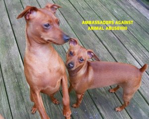 Marlene, Spartan & Brutus are Ambassadors Against Animal Abuse!!!!