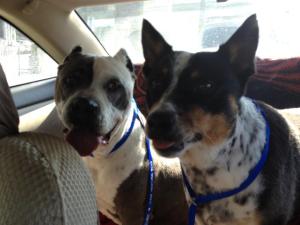 Sandra's - foster dog Lady and her BFF Shadow are ambassadors for Puppy Doe... :) 