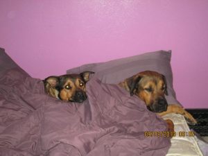 Tamara's - Cocoa and Zero, Rottweiler's, are ambassadors of Puppy Doe!